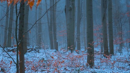Serene winter landscape with misty bare trees, and a tranquil forest, evoking a sense of mystery...