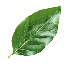 Bay Leaf isolated on transparent background, png