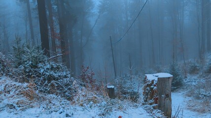 Serene winter landscape with misty bare trees, and a tranquil forest, evoking a sense of mystery...