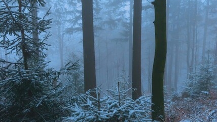 Serene winter landscape with misty bare trees, and a tranquil forest, evoking a sense of mystery...