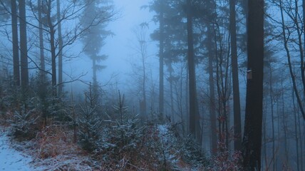Serene winter landscape with misty bare trees, and a tranquil forest, evoking a sense of mystery and peace, perfect for themes of nature, solitude, and atmospheric beauty