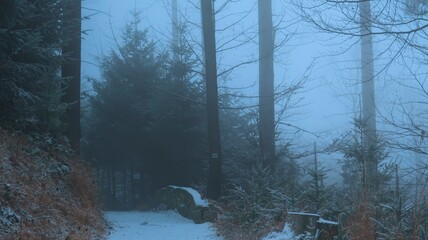 Serene winter landscape with misty bare trees, and a tranquil forest, evoking a sense of mystery...