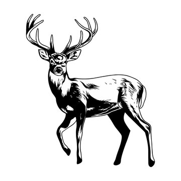 deer hunting illustration logo vector image t shirt