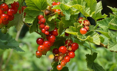 Redcurrant shrub with ripe red berries and bright green leaves in the morning sun close up.