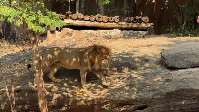 Male lion shows off his food in a zoo.