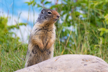 A curious marmot stands upright in a green meadow, its attentive posture highlighting its awareness of surroundings amidst a scenic backdrop of nature and wildlife.