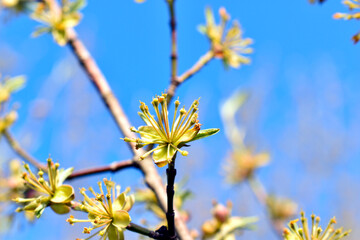 The first leaves have appeared on the tree branch and flowers will appear soon. Spring.