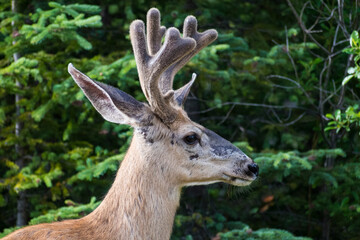 A captivating image of a deer showcasing its antlers, standing gracefully amidst the lush greenery of a forest, representing the wildlife's charm and allure.