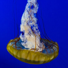 An elegant jellyfish swims gracefully through the serene blue waters, exemplifying the beauty and mystery of underwater life.