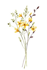 Watercolor wild flower, decorative composition, digital floral illustration. Isolated on white background. Perfectly for greeting cards, invitations, poster design.