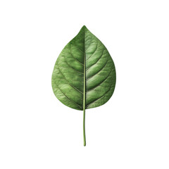 Single Green Leaf Isolated on Black Background Nature Botany Plant,