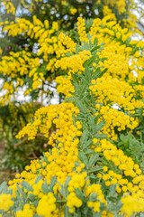 北海道　札幌市　百合が原公園のミモザ