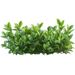 Obraz premium Bush isolated on white background.PNG