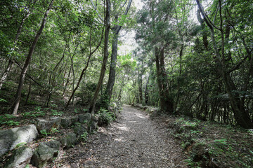 삼나무 숲사이로 지나가는 산책로 풍경 제주 서귀포시 남원읍 한남리 한라산둘레길 시험림길