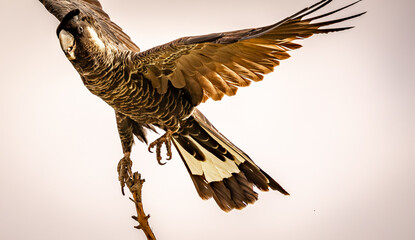 A female Carnaby's black cockatoo (zanda latirostris) taking flight from the top of a bare branch.