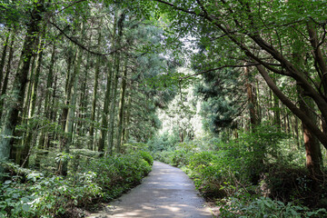 삼나무 숲사이로 지나가는 산책로 풍경 제주 서귀포시 남원읍 한남리 한라산둘레길 시험림길