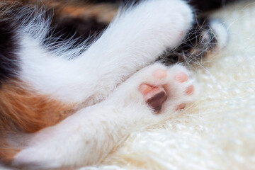 Cute paw of a tricolor kitten, close-up, Pads on cat's paws. Cat Two-Tone Pad