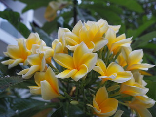 Obraz premium beautiful yellow flower in the garden