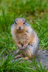 An adorable, curious animal stands among the vibrant green grass, showcasing the wonder of wildlife and the intricate details found in their natural habitat.