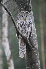 Ural Owl Perched on a Tree