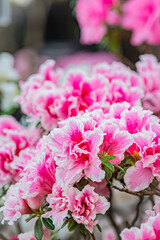 北海道　札幌市　百合が原公園の温室　