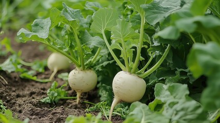 Fototapeta premium Two white turnips growing in the ground, surrounded by green leaves, ready for harvest