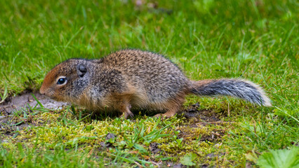 A curious squirrel foraging in a grassy landscape, showcasing the charm of wildlife and the delicate balance of nature’s ecosystems, perfect for nature photography lovers.