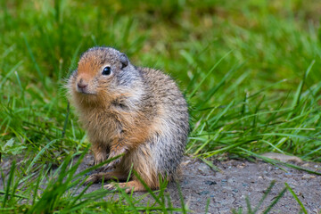 A small, fluffy animal is captured sitting amid fresh green grass, evoking a sense of warmth and playfulness while showcasing the charm of wildlife in its natural habitat.