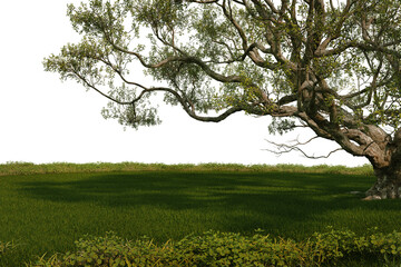 Naklejka premium 3D Render Meadow with Big Tree on Transparent Background 