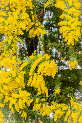 北海道　札幌市　百合が原公園の温室　ミモザ