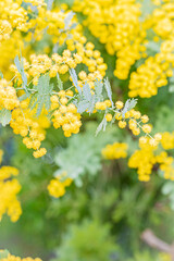 北海道　札幌市　百合が原公園の温室　ミモザ