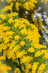 北海道　札幌市　百合が原公園の温室　ミモザ