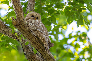 初夏のエゾフクロウ
