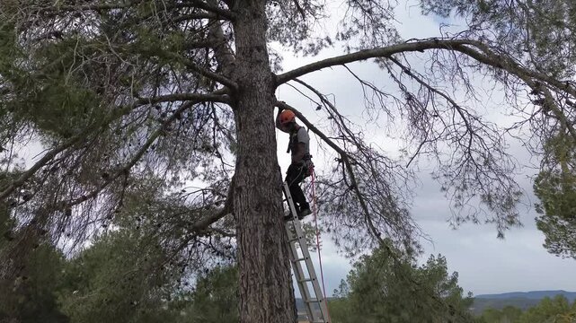 Rope access technician climbing ladder on a tall pine tree
