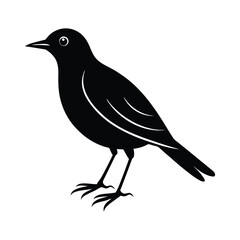 Obraz premium black bird on white background