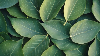 Obraz premium Close-up of Fresh Green Leaves