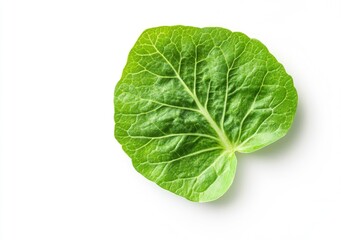 Chroma-2048/7536: A side view of two lettuce leaves isolated on a white background with a clipping path, using focus stacking.