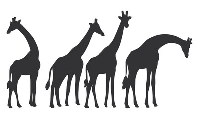 Wild Animal Long Neck Giraffe Silhouette. Black Giraffe Silhouette on White Background.