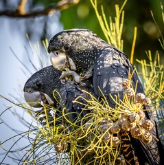 Two female red tailed black cockatoos (calyptorhynchus bansksii naso) sharing a sheoak nut. © Leanne