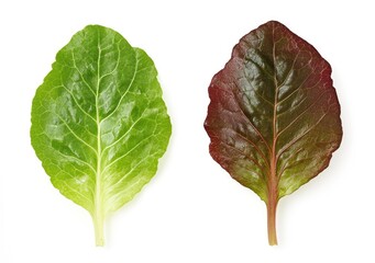 Chroma-2048/7536: A side view of two lettuce leaves isolated on a white background with a clipping path, using focus stacking.