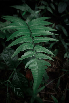 christella normalis in the garden