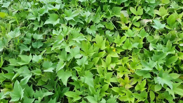 Sweet potato plants grow abundantly around a lake in Pamekasan, Indonesia. Ipomoea batatas