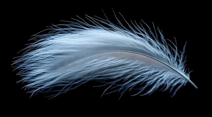Obraz premium White feather on a white background