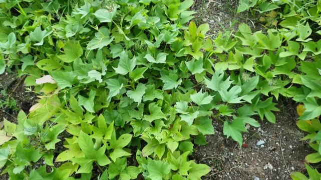 Sweet potato plants grow abundantly around a lake in Pamekasan, Indonesia. Ipomoea batatas