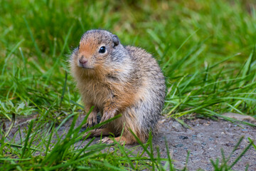 This image features a charming small animal perched in the grass, showcasing its playful nature and inviting a sense of joy and connection with wildlife in a lush environment.