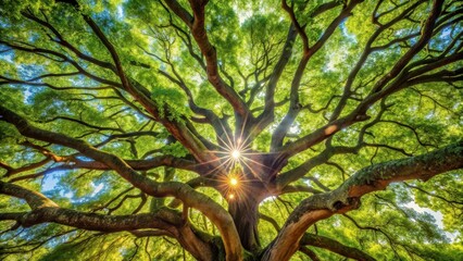 Obraz premium A majestic shot of intricate branches from an ancient tree's foliage, with sunlight filtering through leaves , outdoors