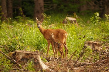 Roe Deer Mother And Her