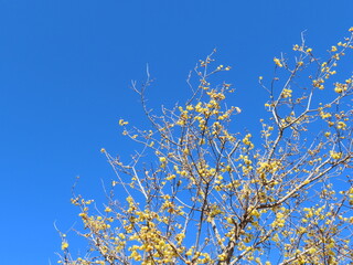 真冬の青空と黄色の梅