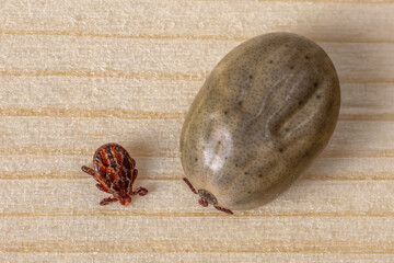 Close-up of two ticks, a male and a female full of blood.