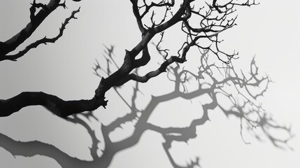 Fototapeta premium Unveiling the Magic of Realistic Shadow Effects in Design